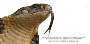 King cobra coiled on vegetation, representative of India's venomous snakes.