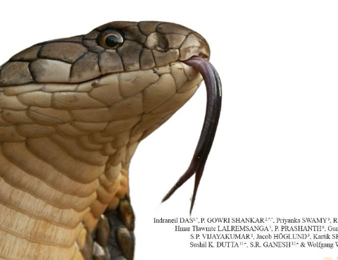 King cobra coiled on vegetation, representative of India's venomous snakes.