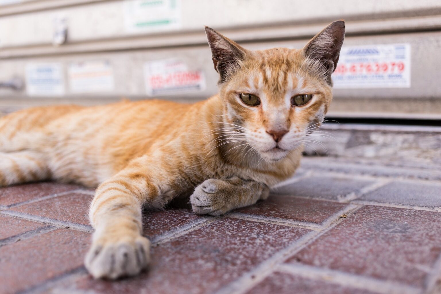 Polar Vantage M3 Sets New Standards Replaceable Batteries, DualBand