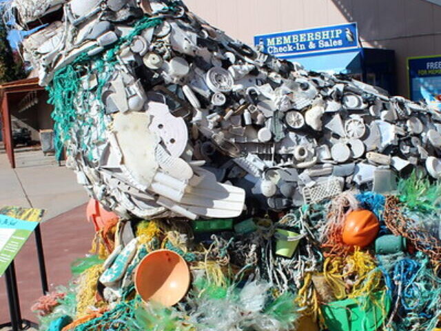 Lidia the Seal is an 8-foot by 10-foot sculpture made of flotsam like synthetic rope, lids, foam and plastic pieces, that washed ashore on the Pacific Coast.