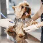 Representative Image. A dog having the medical check-up. Photo Source: Gustavo Fring (Pexels)