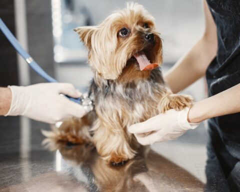 Representative Image. A dog having the medical check-up. Photo Source: Gustavo Fring (Pexels)