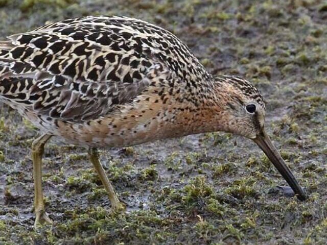 Short-billed Dowitcher.