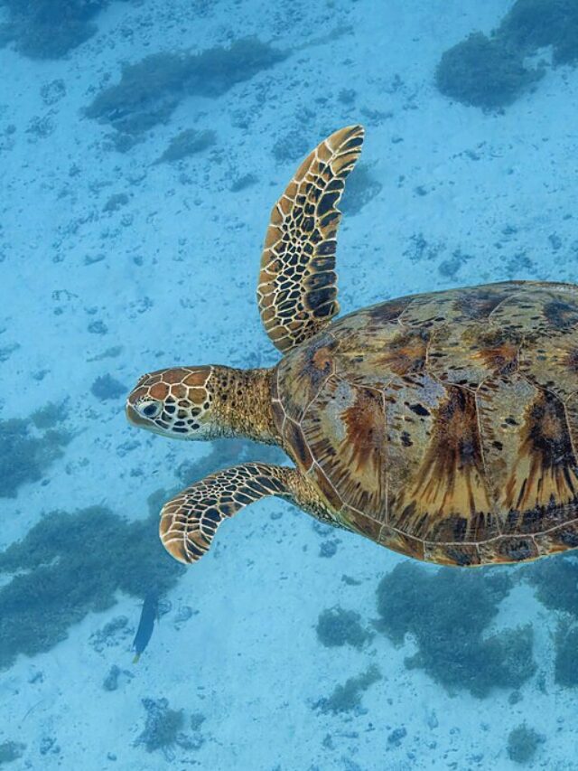 Cape Cod Turtle Strandings Surge Amid Gulf of Maine Warming - Karmactive