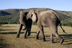 Two elephants in the addo elephant park, Photo Source: South African Tourism (CC BY 2.0)