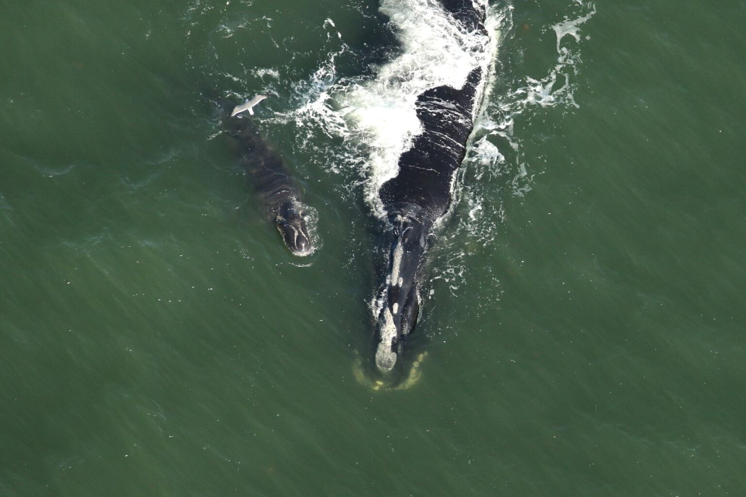 Endangered Right Whales: New Calves Spotted Off Florida Amid Population ...