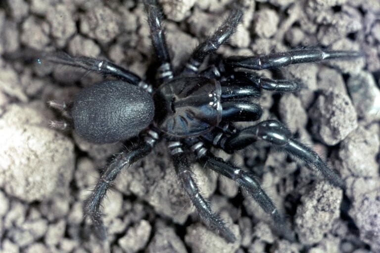 Newcastle Funnel-Web Spider 'Big Boy' Discovered: 9.2 cm Leg Span ...