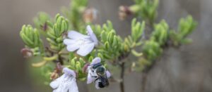 Scrub mints are critical for pollinators, including the rare blue calamintha bee (Osmia calaminthae). Kristen Grace/Florida Museum, CC BY