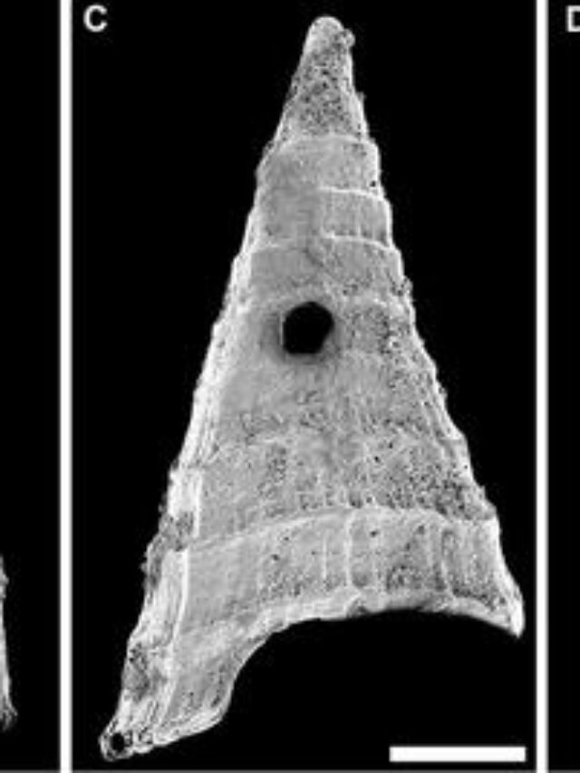 Ancient Fossils Show First Predator-Prey Arms Race - Karmactive