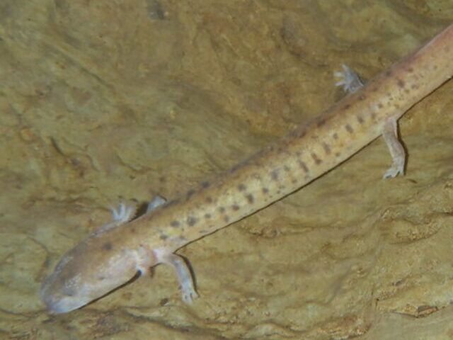 Rare-Tennessee-Cave-Salamander-Gets-Second-Chance-at-Federal-Protection