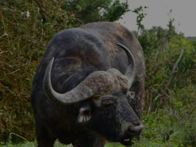 cropped-Running-Buffalo-Clovers-Population-Soars-7.jpg