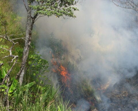Representative image, Rain Forest Fire. Photo Source: Kahunapule Michael Johnson (CC BY-NC-SA 2.0)