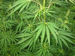 Cannabis sativa Photo Source:Bogdan (CC BY-SA 3.0)