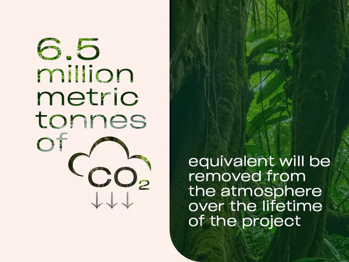 Microsoft's $200M Amazon Reforestation: 4.4M Trees Offset 17M Tons CO₂ ...