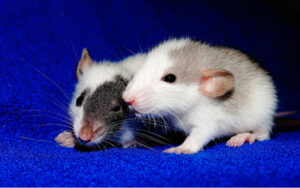 Representative Image. Two mice on blue textile. Photo Source: Pickpik