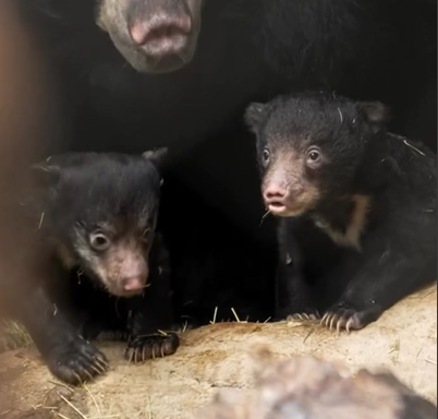 Twin Sloth Bear Cubs: Photo Source: San Diego Zoo.