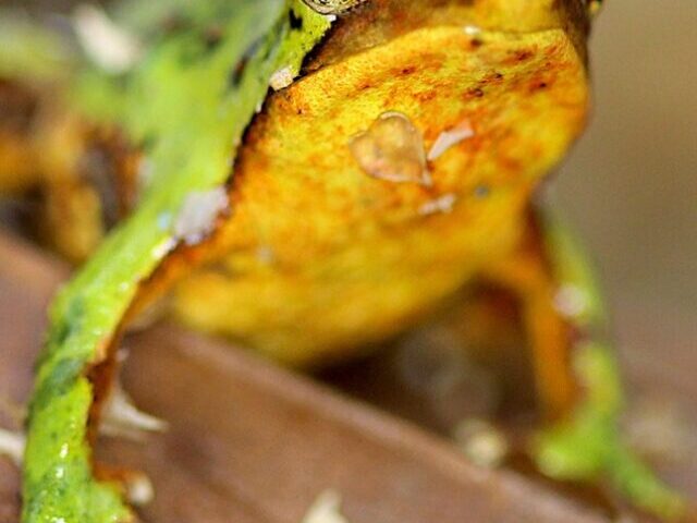 cropped-33-Darwins-Froglets-Born-After-7000-Mile-Rescue-to-London-Zoo-7-1.jpg