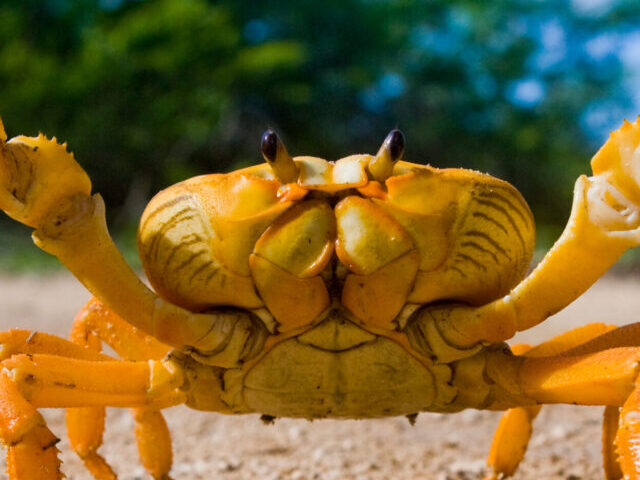 Yellow land crab.