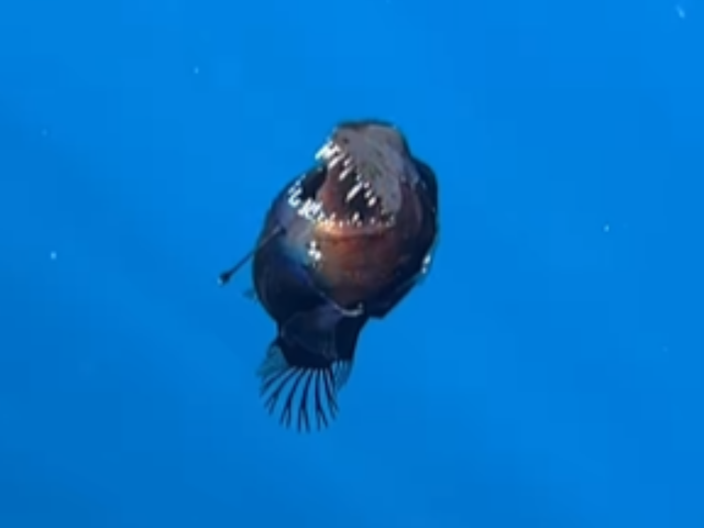 Black Devil Fish Filmed Alive Near Tenerife for the First Time (2)