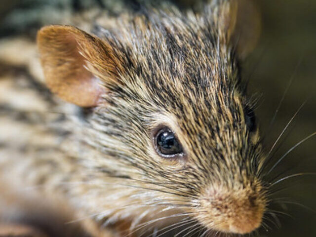 Mouse with Two Dads Survives to Adulthood (2)