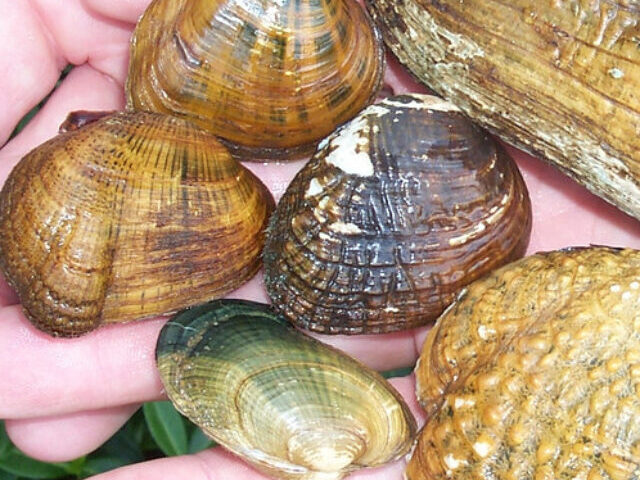cropped-North-Americas-Freshwater-Mussels-Are-Rapidly-Disappearing-3.jpg