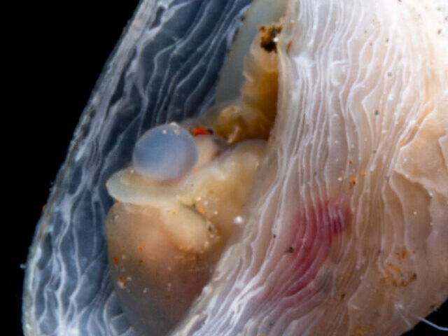 Ocean Census Discovers 866 New Marine Species, Including Pygmy Pipehorse (8)