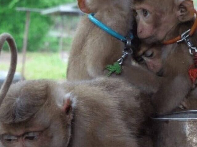 cropped-PETA-Exposes-Baby-Monkeys-Chained-for-Thai-Coconut-Harvesting-4.jpg