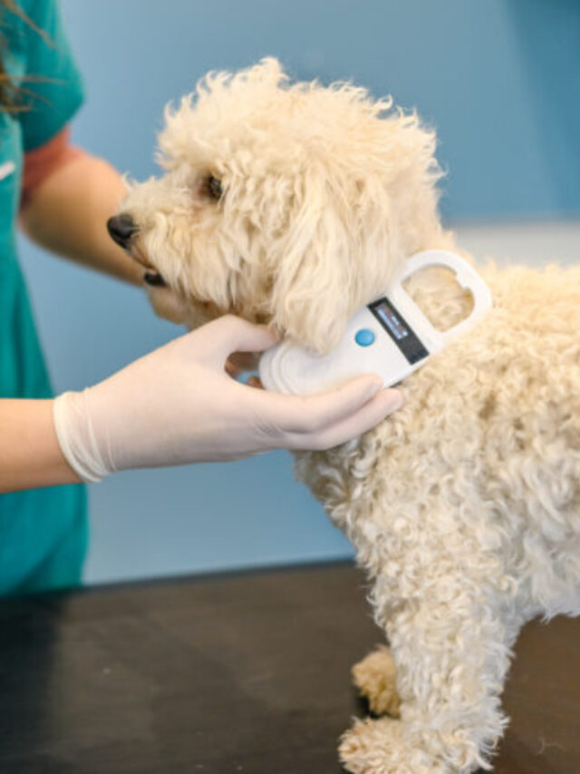Pet Microchip Company Shuts Down, Owners Must ReRegister Karmactive