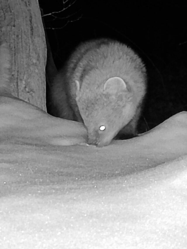 Rare Fisher Spotted in Murrysville After 100 Years Karmactive