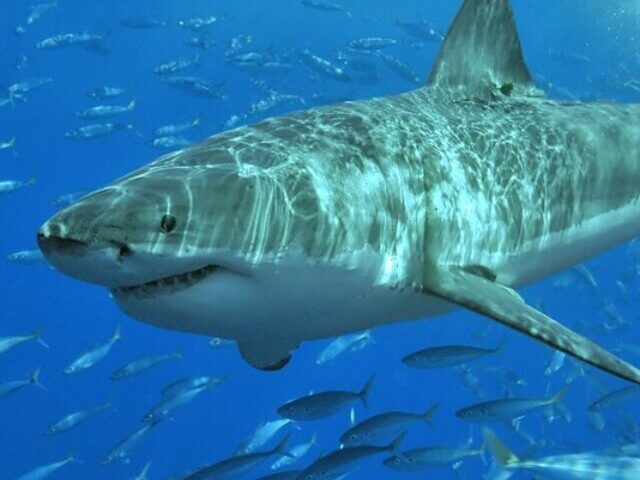 Representative Image: Great white shark at Isla Guadalupe, Mexico.
