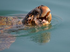 Representative Image, Loggerhead sea turtle. Photo Source: Nataša Stuper ( CC BY 2.0)