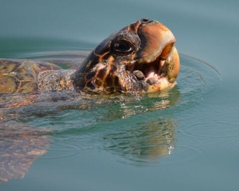Representative Image, Loggerhead sea turtle. Photo Source: Nataša Stuper ( CC BY 2.0)