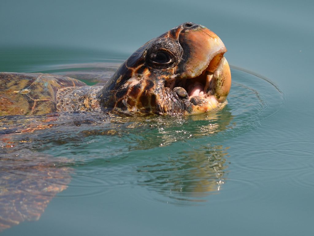 Representative Image, Loggerhead sea turtle. Photo Source: Nataša Stuper ( CC BY 2.0)