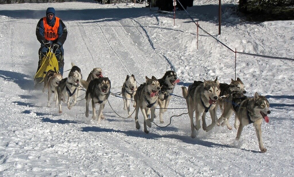a dog sled race, featuring a musher dressed in winter gear and an orange vest with the number "108," guiding a team of sled dogs—mostly Siberian Huskies or Alaskan Malamutes—across a snowy landscape. Photo Source: picryl (pixabay.com- CC0 1.0)