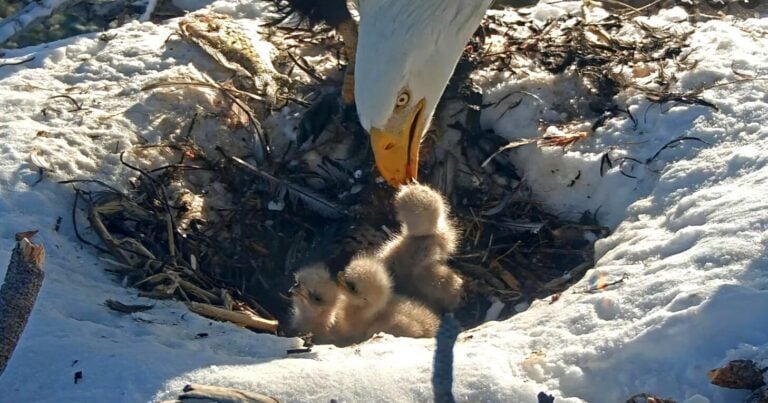 Bald eagle feeding his chicks. Photo Source - Friends of Big Bear Valley and Big Bear Eagle Nest Cam (Facebook)