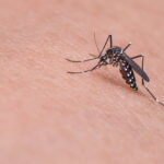 Representative Image Dengue Mosquito Photo Source: Pickpik
