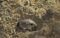 Pacific pocket mouse. Photo Source: Joanna Gilkeson/USFWS