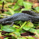 The Center for Biological Diversity is a national, nonprofit conservation organization with more than 1.7 million members and online activists dedicated to the protection of endangered species and wild places. Photo Source: Center for Biological Diversity