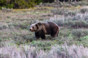 Representative Image Grand Teton Grizzly, Photo Source: Matthew Paulson (CC BY-NC-ND 2.0)