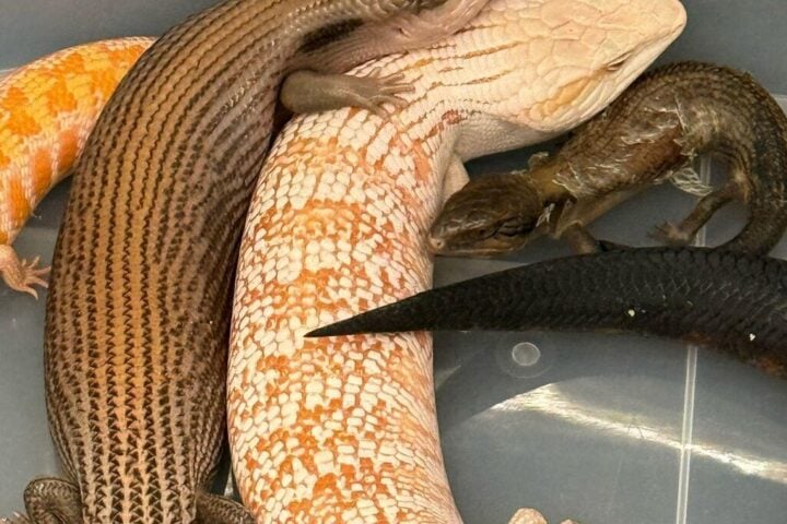 some of the suspected scheduled endangered live lizards seized.