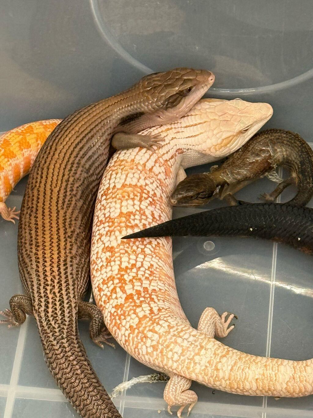 some of the suspected scheduled endangered live lizards seized.