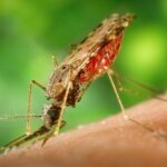 Representative Image. A mosquito feeding on human skin. Photo Source - Picryl (CCO 1.0)