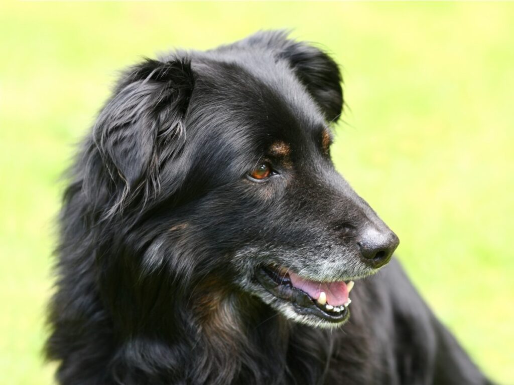 Representative Image. A Dog. Photo Source: Phere