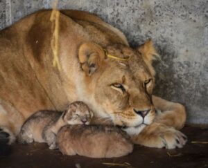A lioness rescued from war torn Ukraine has given birth to three cubs at award-winning Yorkshire Wildlife Park. Photo Source: Yorkshire Wildlife Park Resort