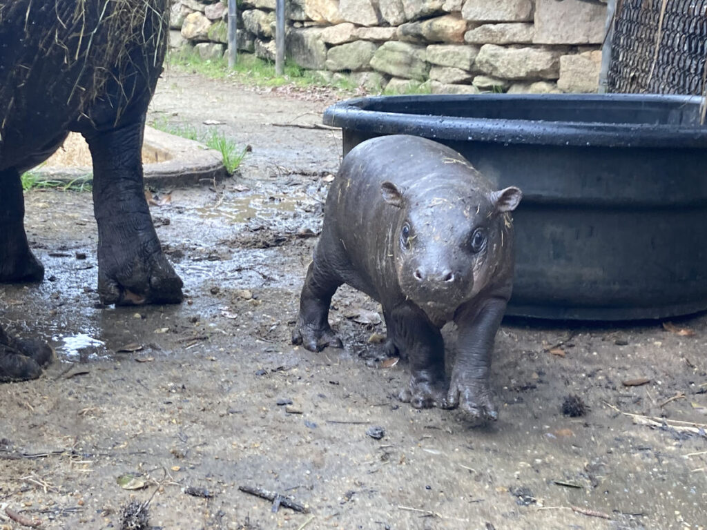 A baby pygmy hippopotamus standing on muddy ground. Photo Source - Anuket Pygmy Hippo