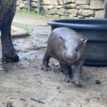 A baby pygmy hippopotamus standing on muddy ground. Photo Source - Anuket Pygmy Hippo