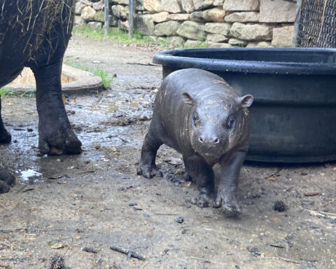 A baby pygmy hippopotamus standing on muddy ground. Photo Source - Anuket Pygmy Hippo