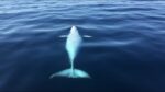 Representative Image Minke Whale rolled Photo Source: Southwest Fan 101 (CC0 1.0)