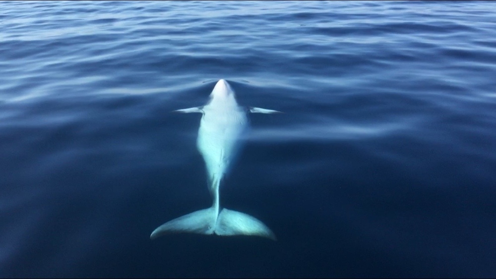 Representative Image Minke Whale rolled Photo Source: Southwest Fan 101 (CC0 1.0)