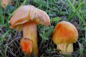 The fibrous waxcap is threatened with extinction, according to the IUCN Red list of Threatened species. Photo Source: IUCN-Michael Krikorev